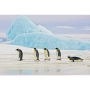 Obraz Szklany Penguins 120x80 cm